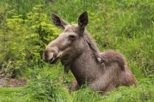 Elch im Tierfreigelände