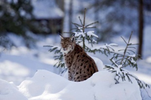 Luchs